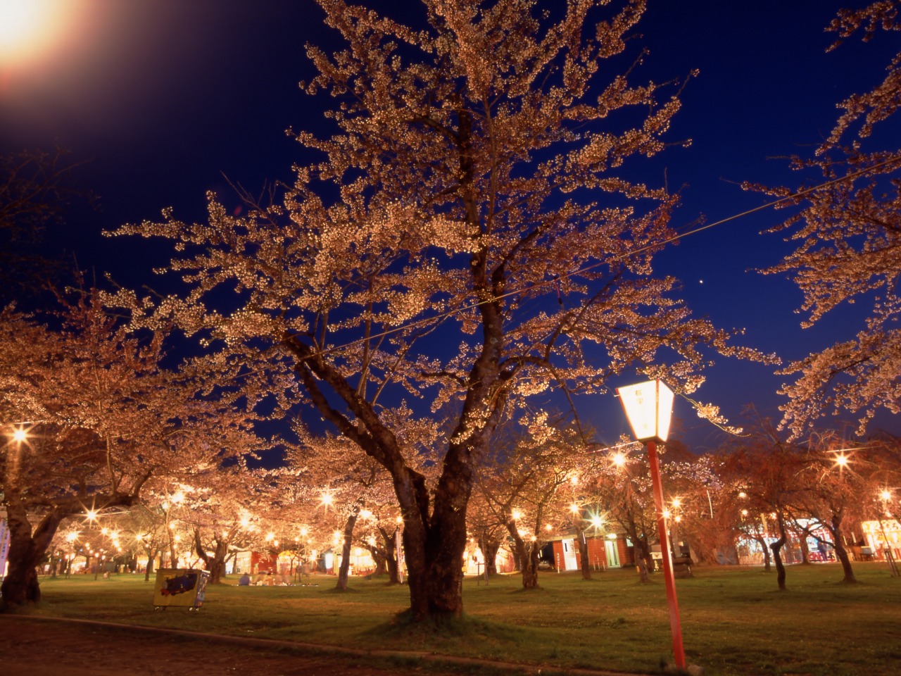 北海道の春イベントのおすすめ20選　3位:もりまち桜まつり