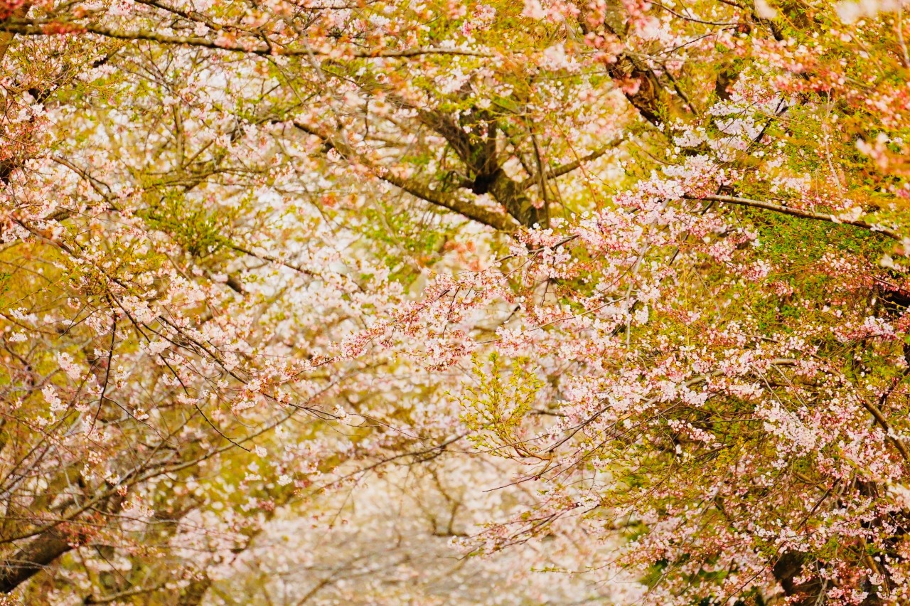 北海道の春イベントのおすすめ20選　14位:北斗桜回廊