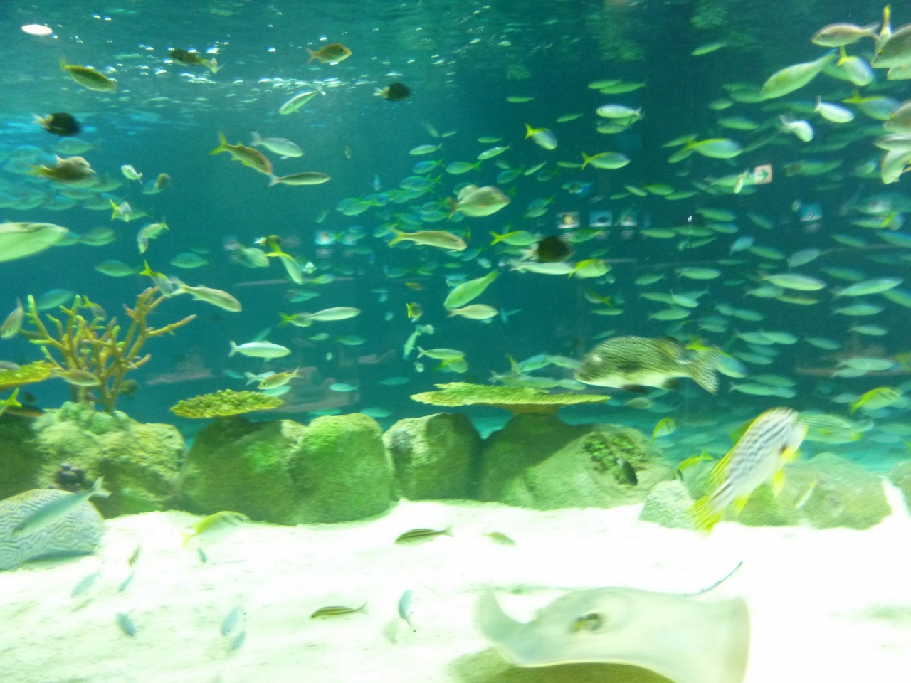 北海道観光の雨の日のおすすめスポット30選　17位:サンピアザ水族館