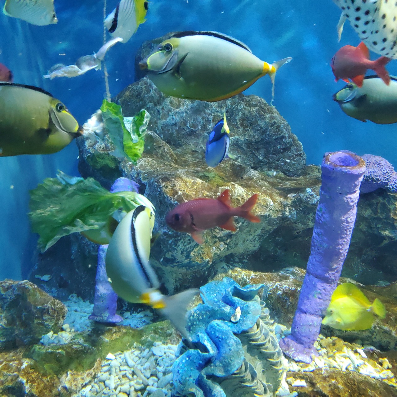 北海道の避暑地のおすすめ25位　17位:おたる水族館