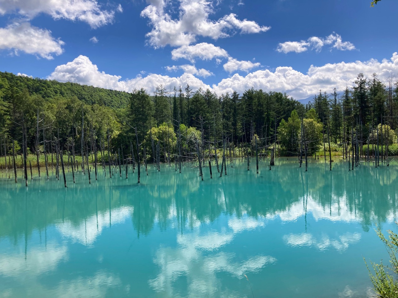 北海道の避暑地のおすすめ25位　14位:青い池