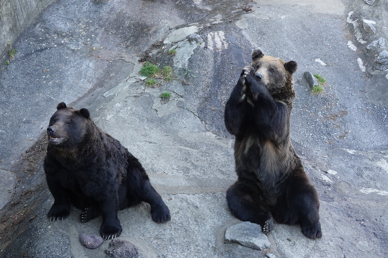 北海道の動物園のおすすめ17選　13位:のぼりべつクマ牧場
