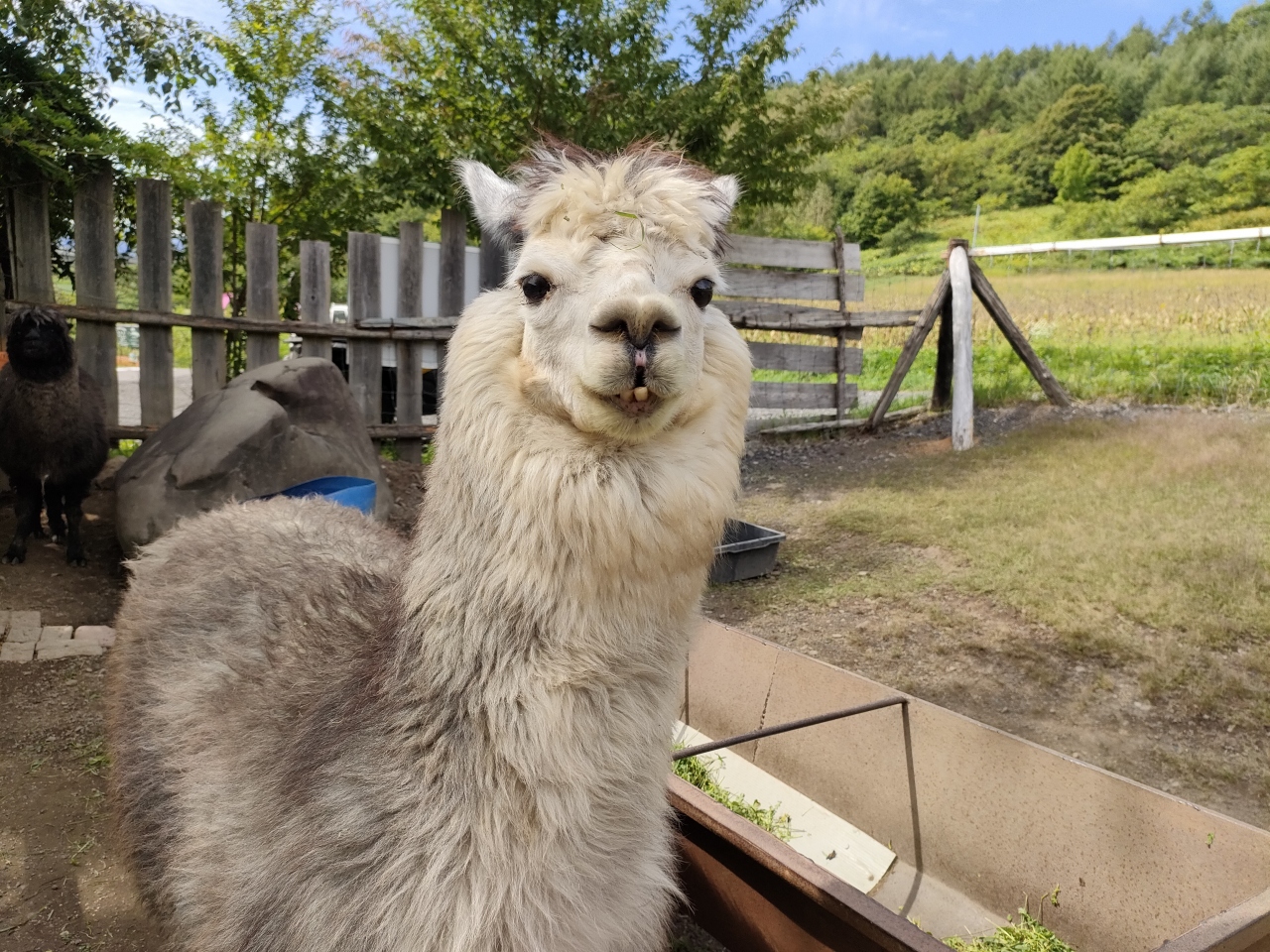 北海道の動物園のおすすめ17選　16位:ビバアルパカ牧場