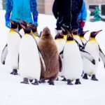 北海道の動物園TOP17!