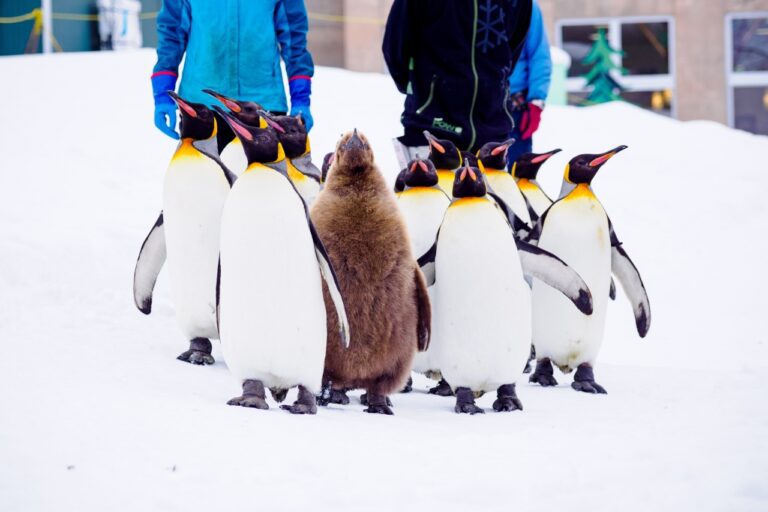 北海道の動物園TOP17！