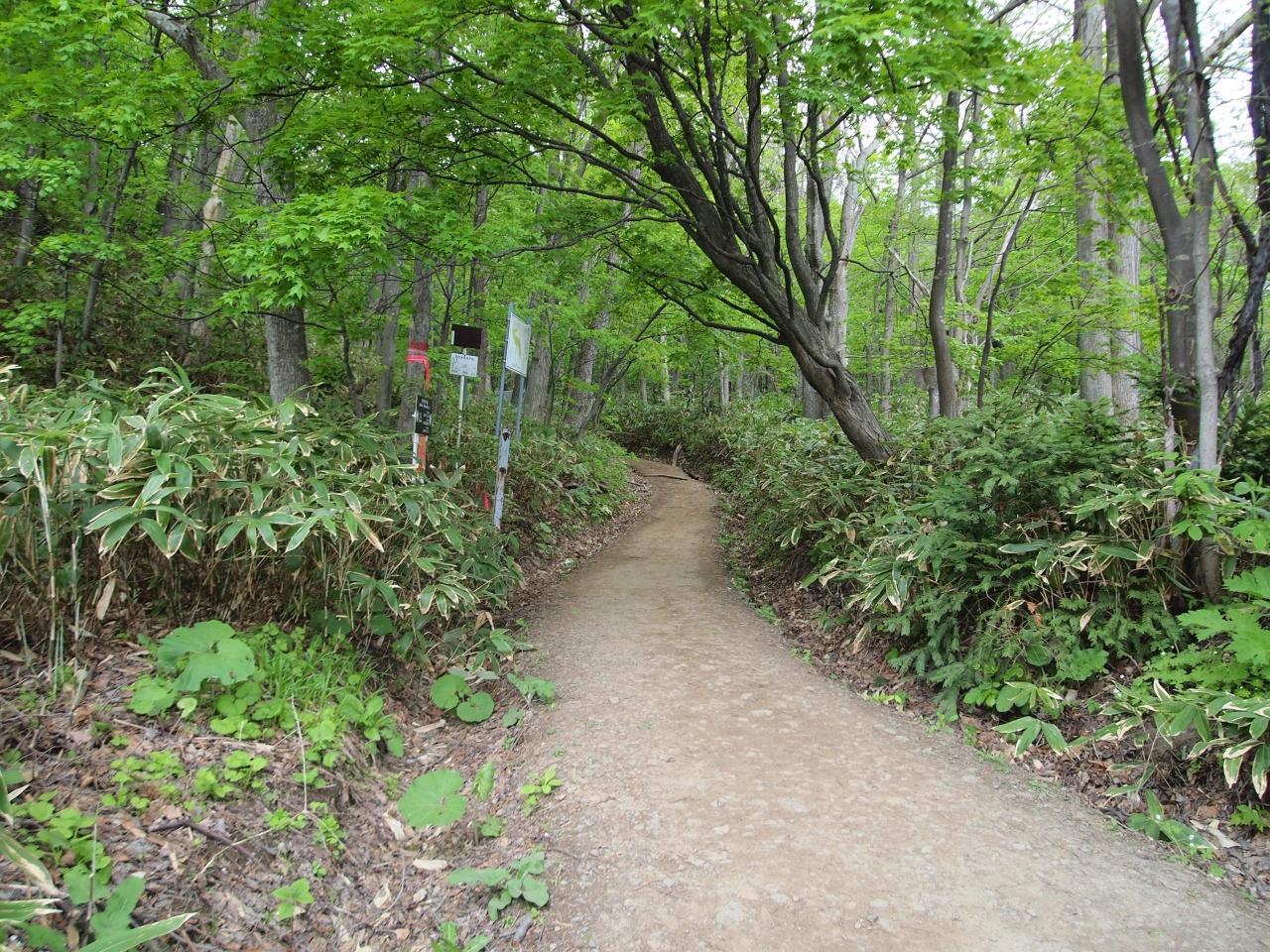 北海道観光の藻岩山の楽しみ方6選　3位:登山道