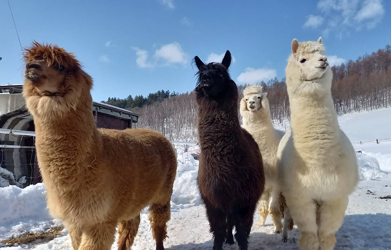 北海道の牧場のおすすめ20選　6位:VIVAアルパカ牧場
