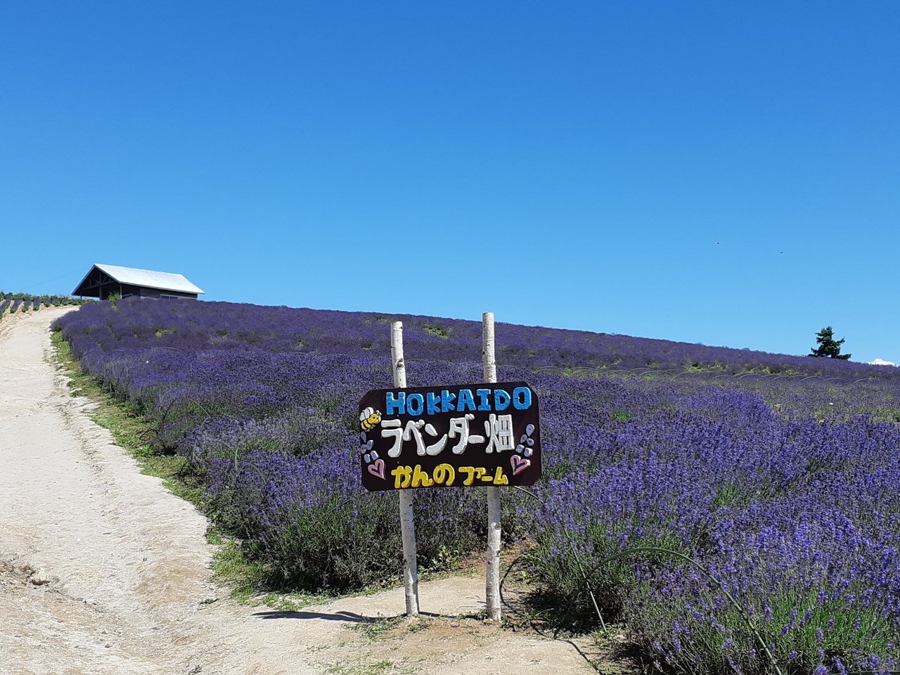 富良野の観光コースのおすすめ大公開！プロ厳選おすすめTOP15！【2024年】