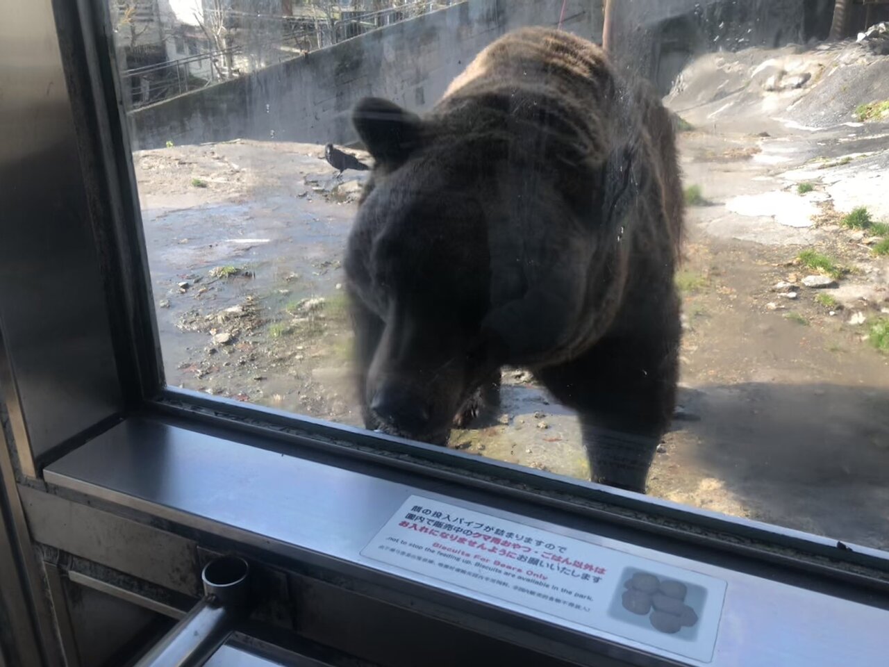 北海道の牧場のおすすめ20選　16位:のぼりべつクマ牧場